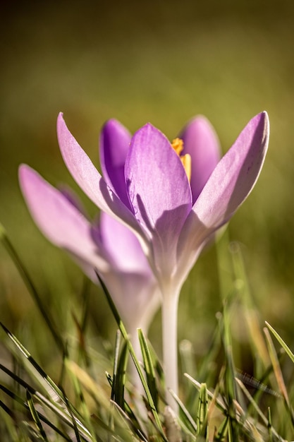 Photo close-up of purple crocus flower on field