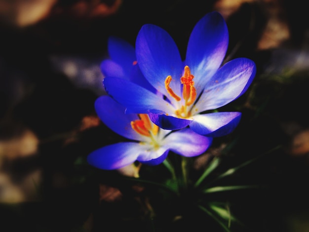 Photo close-up of purple crocus flower