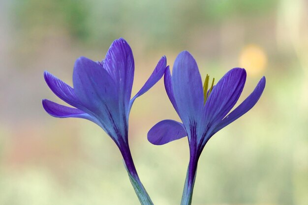 Photo close-up of purple crocus flower