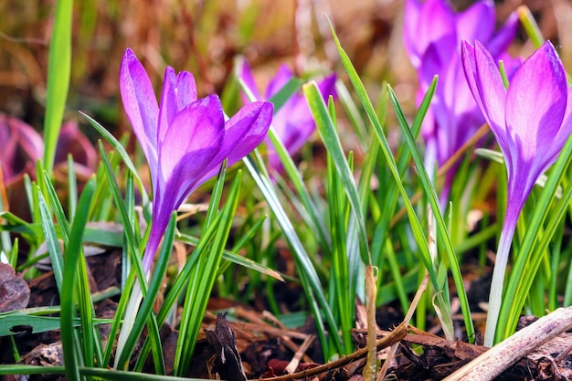 Photo close-up of purple crocus flowers on field