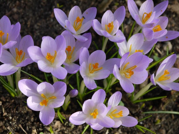 Photo close-up of purple crocus flowers growing on field