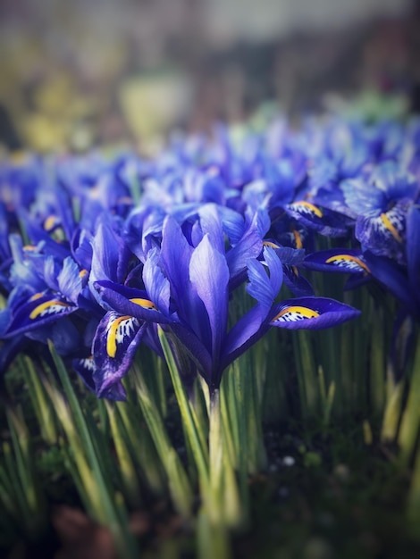 Photo close-up of purple crocus flowers on land