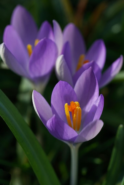 Photo close-up of purple crocus flowers