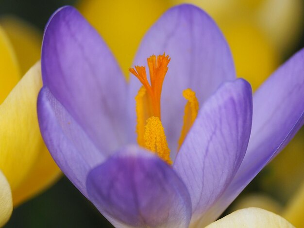 Close-up of purple crocus