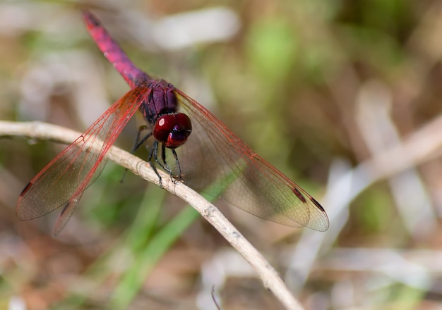 Close up of a purple dragonfly