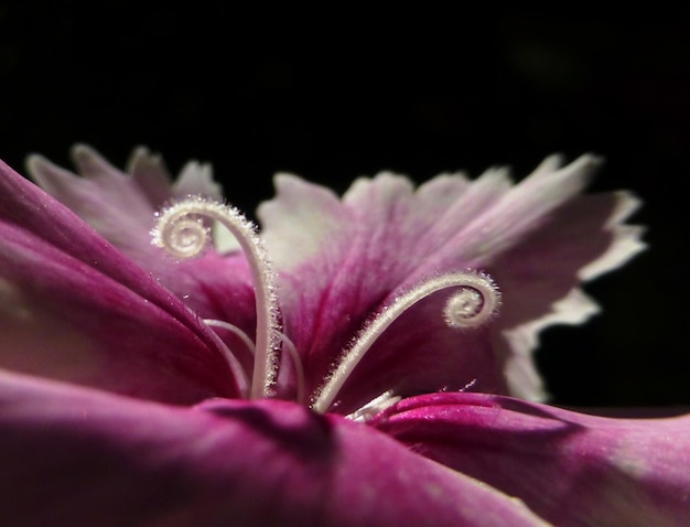 Photo close-up of purple flower against black background