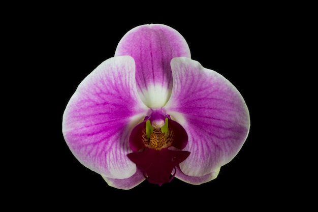 Close-up of purple flower against black background