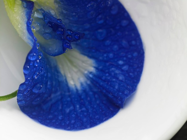 Photo close-up of purple flower with blue water