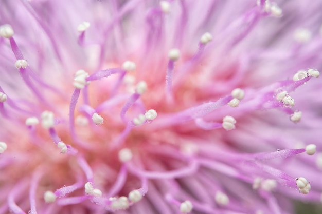 a close up of a purple flower with a purple flower in the center