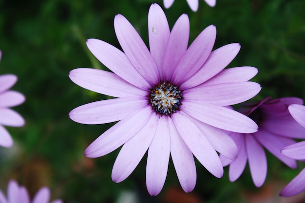 Photo close-up of purple flower