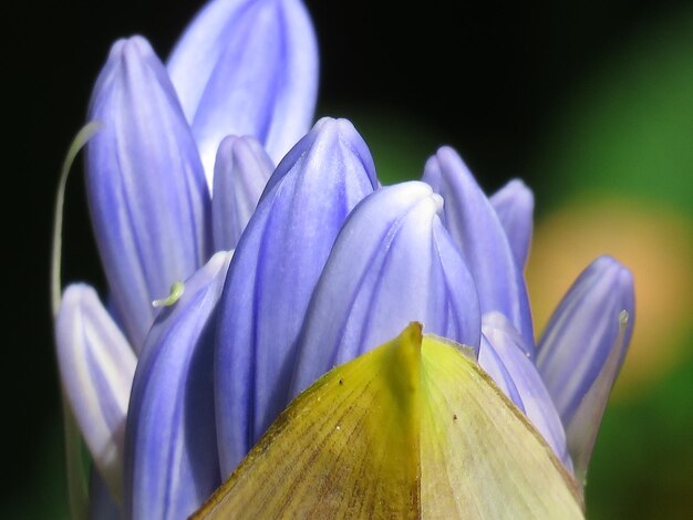 Photo close-up of purple flower