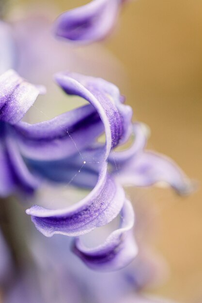 Photo close-up of purple flower