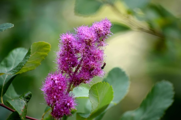 Close-up of purple flower