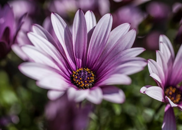 Photo close-up of purple flower