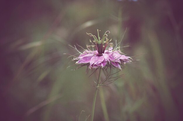 Photo close-up of purple flowering plant nigella