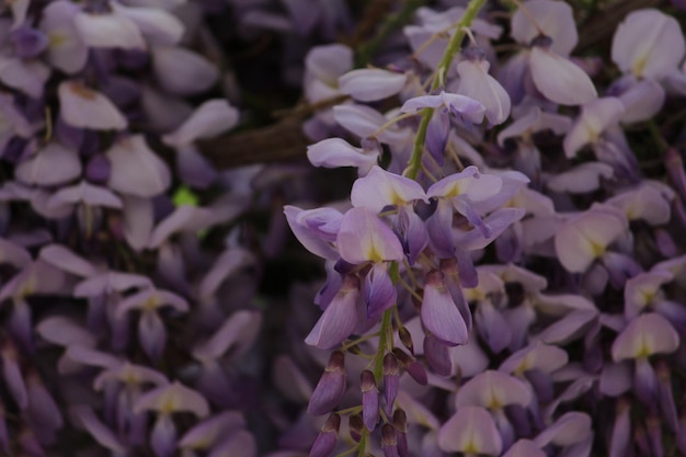 Photo close-up of purple flowering plant