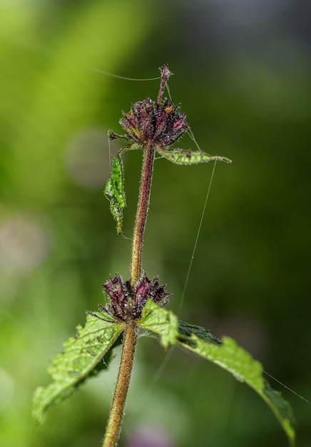 Photo close-up of purple flowering plant