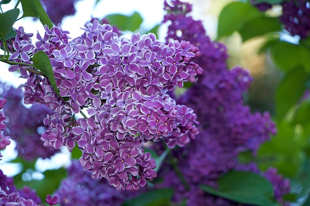 Photo close-up of purple flowering plant