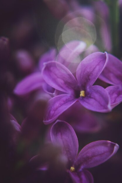 Photo close-up of purple flowering plant