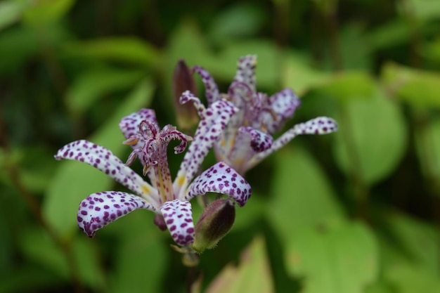 Photo close-up of purple flowering plant