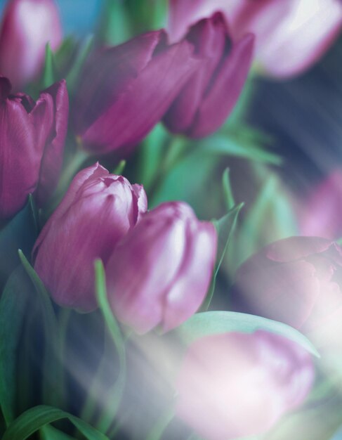 Photo close-up of purple flowering plant