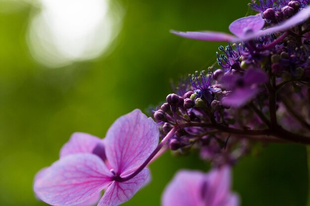 Photo close-up of purple flowering plant