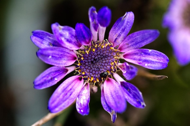 Photo close-up of purple flowering plant