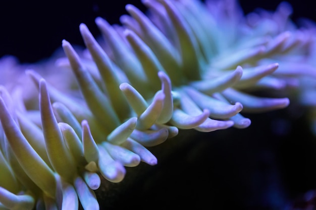 Photo close-up of purple flowering plant