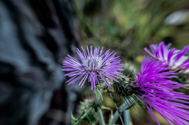 Close-up of purple flowering plant