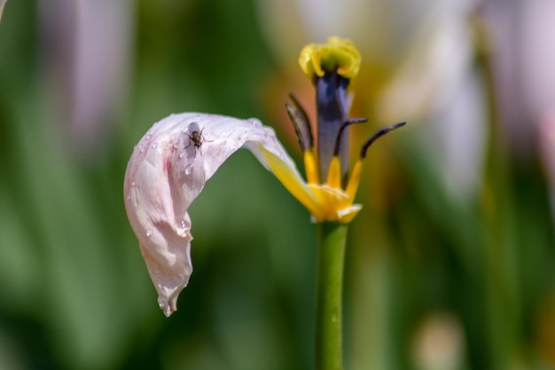 Photo close-up of purple flowering plant