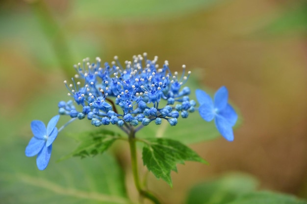 Photo close-up of purple flowering plant