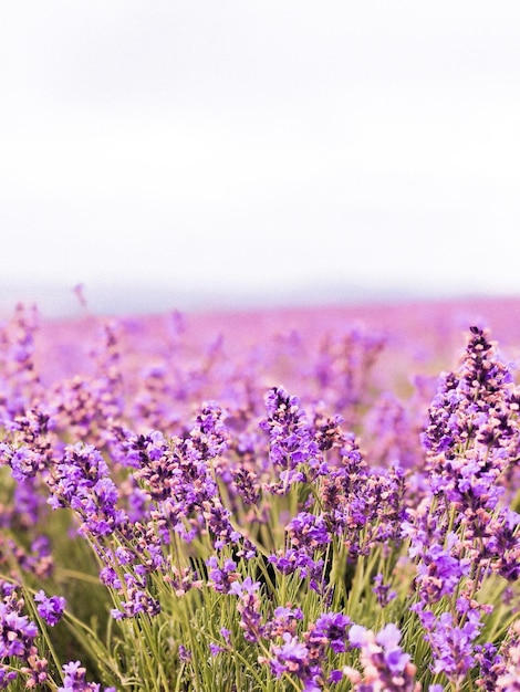 Close-up of purple flowering plants on field against sky