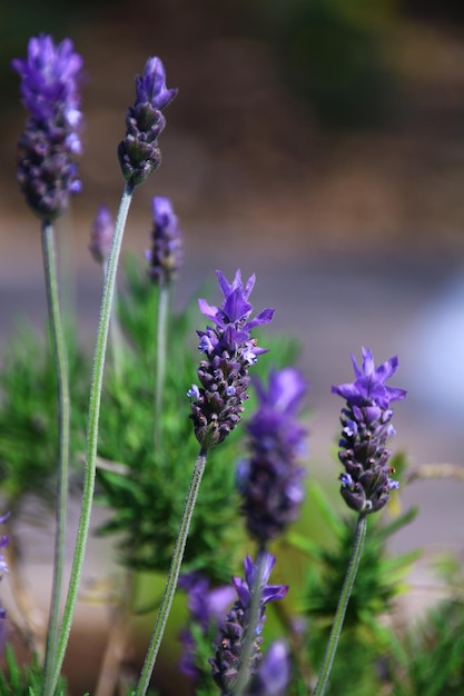 Close-up of purple flowering plants on field