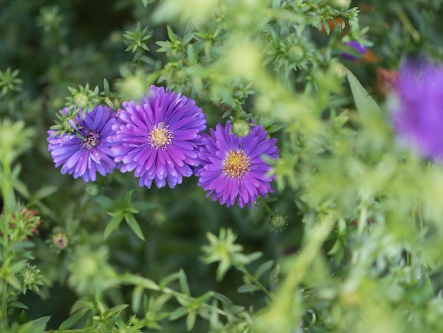 Close-up of purple flowering plants