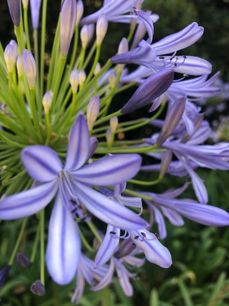 Photo close-up of purple flowering plants