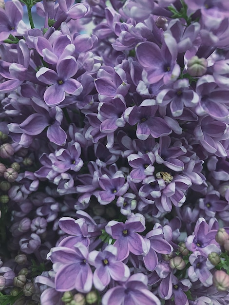 Photo close-up of purple flowering plants