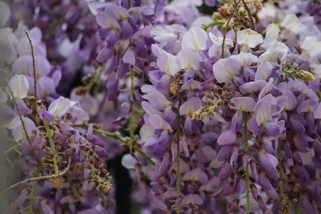 Photo close-up of purple flowering plants