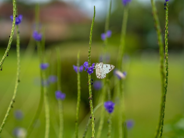 Photo close-up of purple flowering plants