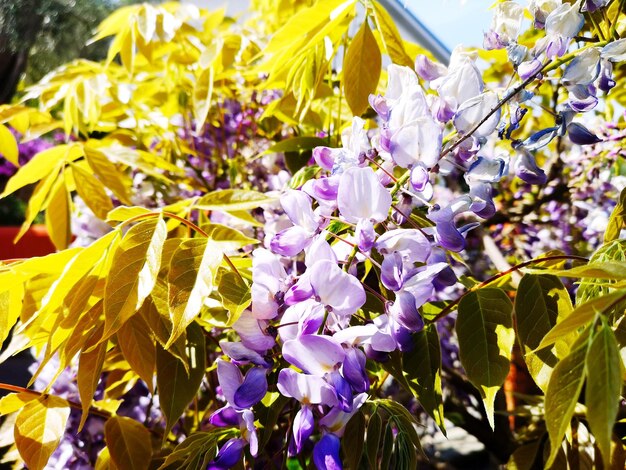 Close-up of purple flowering plants