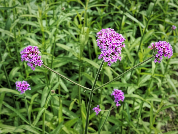 Close-up Purple Flowers Against Blurred Green Leaves Background with Selective Focus