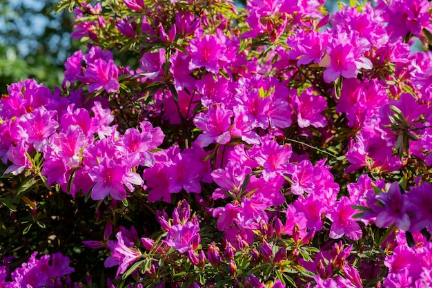 Close up on the purple flowers of azalea japonica Konigstein japanese azalea Pistil and stamens are visible