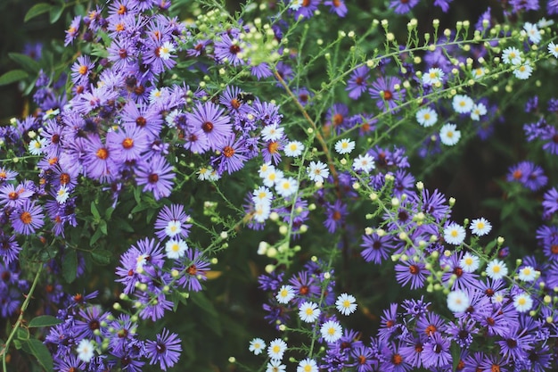 Photo close-up of purple flowers blooming outdoors