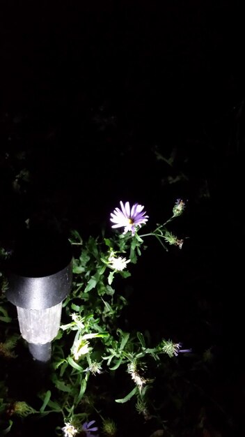 Photo close-up of purple flowers blooming outdoors