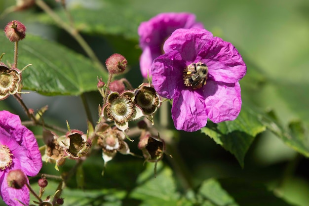 Photo close-up of purple flowers blooming outdoors