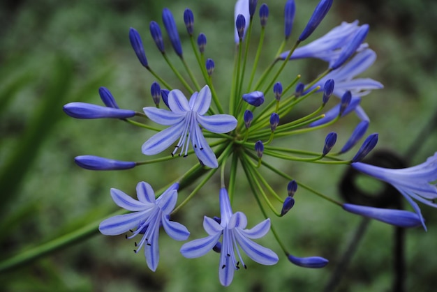 Photo close-up of purple flowers blooming