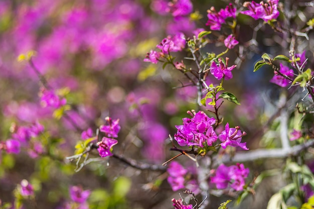 Close-up of purple flowers of a shrub mural or Rhododendron ledebourii, soft selective focus