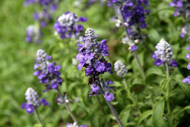 A close up of purple flowers with a white flower