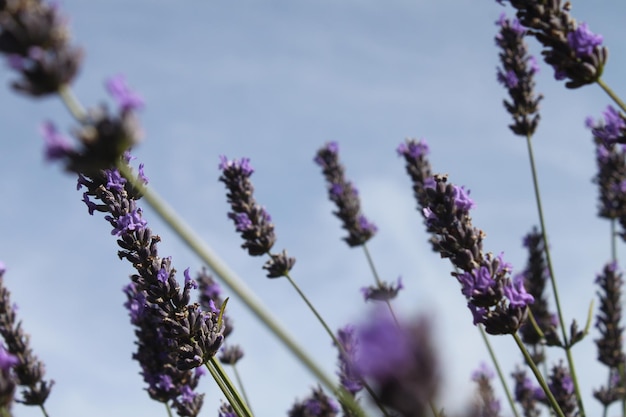 Close-up of purple flowers