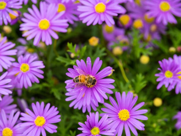 Photo close-up of purple flowers