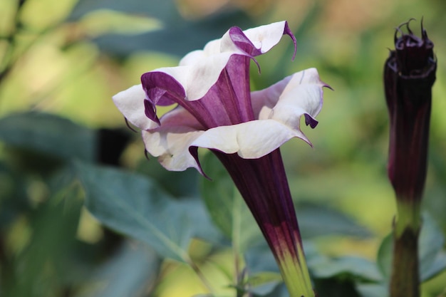 Photo close-up of purple flowers